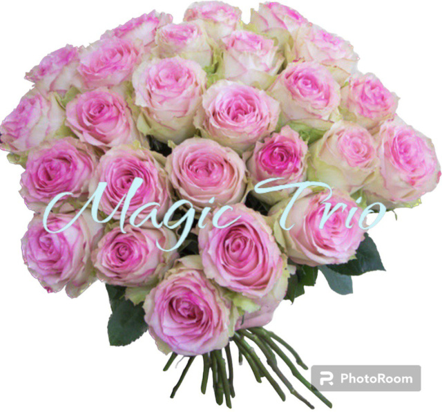Замовити Букет, квіти з доставкою 25 троянд 50 см, Ⓜ️ Оболонь. ♥️ Від Magic Trio.