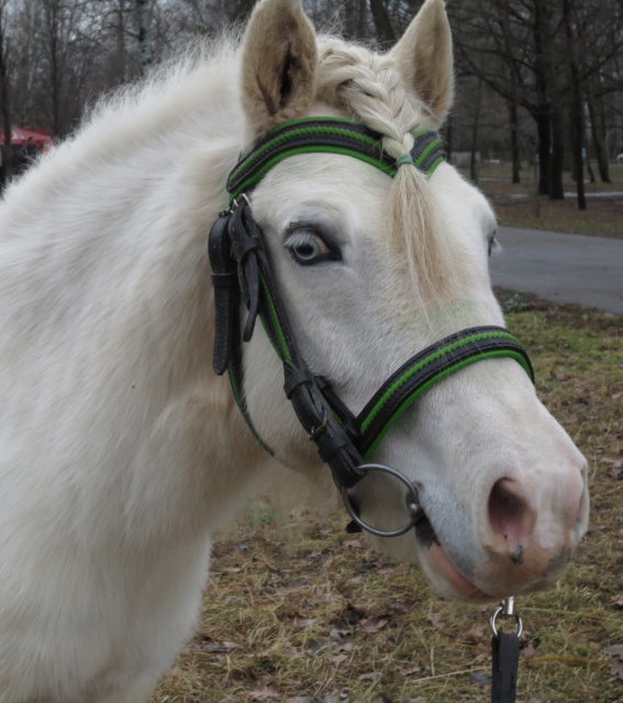 золотая уздечка геншин. божественная уздечка. где добыть божественную уздечку. добудь божественную уздечку геншин импакт. уздечка sartore gold.