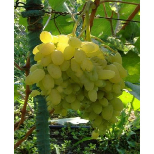 Цимус виноград описание сорта фото
