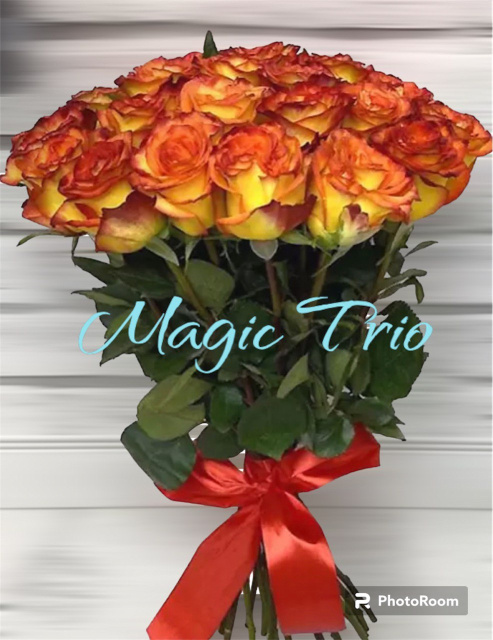 Замовити, купити Букет троянда 25шт High Magic, квіти на Ⓜ️ Оболоні з доставкою ♥️ Від Magic Trio.